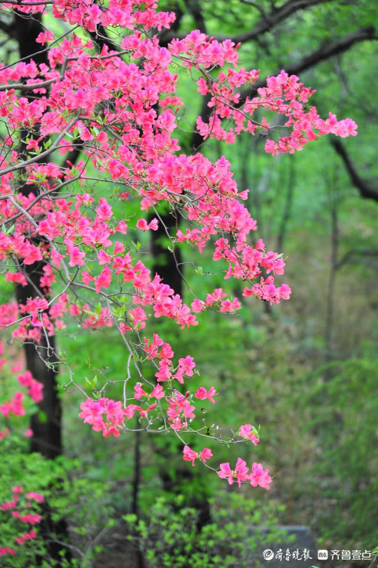 快去！日照五莲山杜鹃花开烂漫时，现在赏刚刚好|壹起过五一| a5251