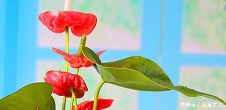 这几种植物不用施肥,虫害还少!最适合放在家里!