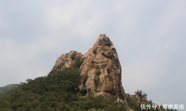 烟台开发区磁山“神龟望海”景点旁, 有棵很老的野葡萄