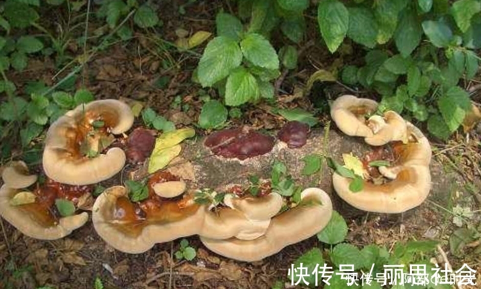 灵芝|这种野生真菌生长在枯木上，看到别当柴火烧了，药用价值极高