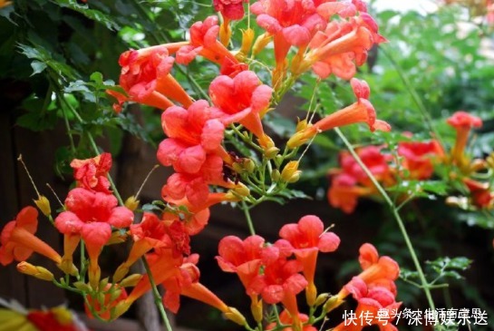 全国|此花,一天不''打'',上房揭瓦!全国能种,沾土救活,教你养护方法