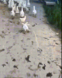 |搞笑GIF:骚年,抢一次镜头就好了,非要被打了才知道错