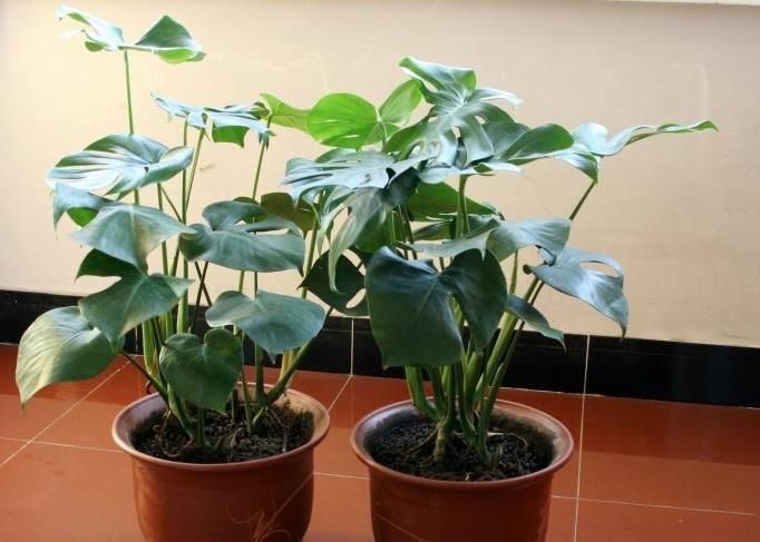 卧室养花很讲究，要养就养“2种”花，简单易养、还有助于睡眠