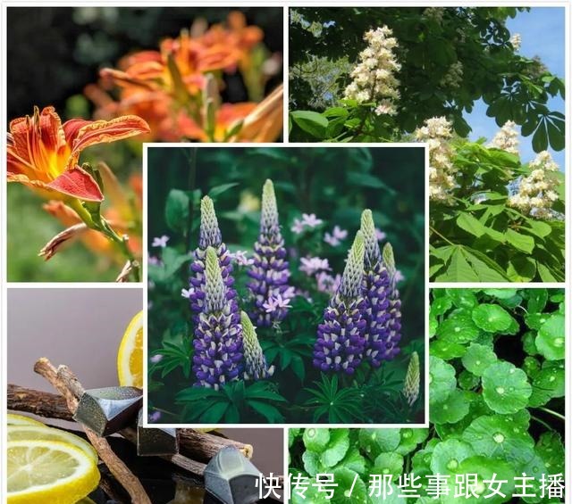 植物 护肤品中的纯植物成分,为什么有用!