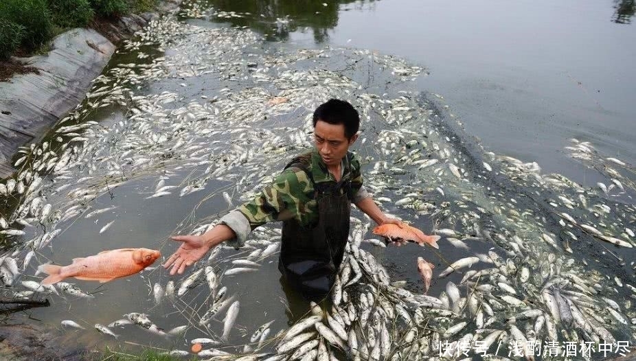 野生鱼越来越少,是因为钓鱼人造成的,钓鱼人:这个锅我们不背