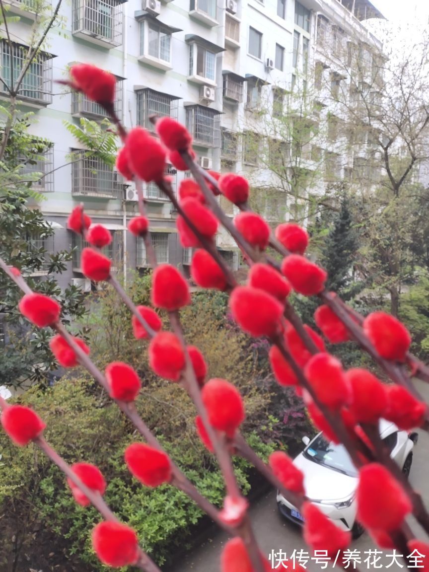 年底养些喜庆花,家里一年都吉祥,6种年宵花现在买正合适