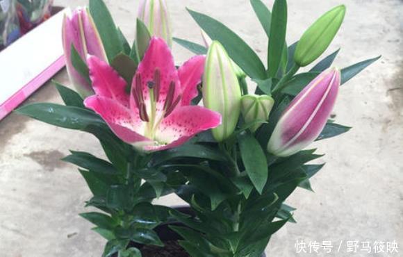 家里若有这些绿植,赶紧扔掉,外表虽好看,却对健康没好处