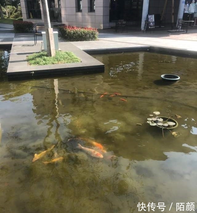 恩師|我參加國足選帥的心路歷程