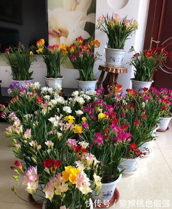 鲜花家里放,花旺“人不旺”,养花4个坑,人不健康,家不旺