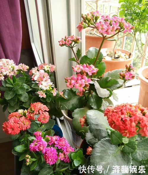 多菌灵|春天给花换盆,“6个坑”不能踩,别心存侥幸,否则换一盆死一盆