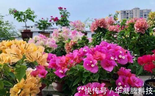 养三角梅,最容易犯的3个地方,才是导致不开花的关键原因