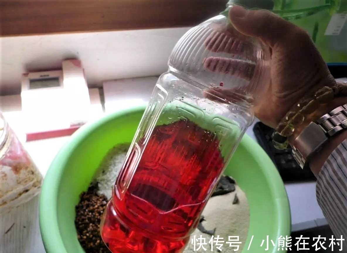 红薯|其实家里也有几种鱼饵,不比商品饵差,上鱼快