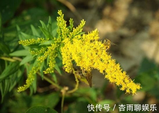 生命力|院子里长出这5种草,看到就铲除别犹豫,留下会“后患无穷”