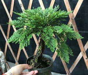 垂盆草|3种野草种盆里,长成漂亮小盆栽,人人见了都喜欢,颜值不输绿萝