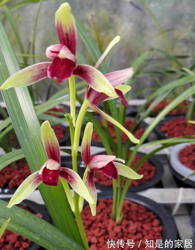 曾经千金一苗的建兰,第一红素,现普草价,花色鲜艳,兰香馥郁