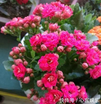 养长寿花,就用“它”,用一次管1年,叶子油绿,花还多,好用!