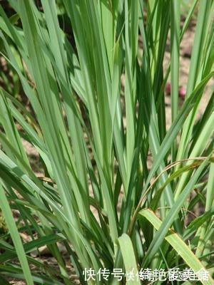 窗台|蚊子害怕这“5种花”,夏天养1盆,蚊虫躲的远,安心睡觉