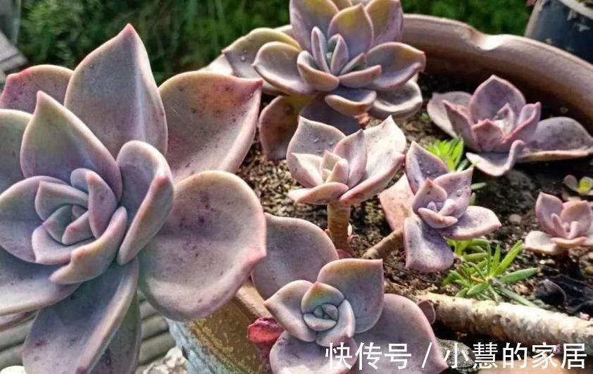 茂盛|多肉摘叶子好处多,茎干木质得快,盆栽养成老桩更容易