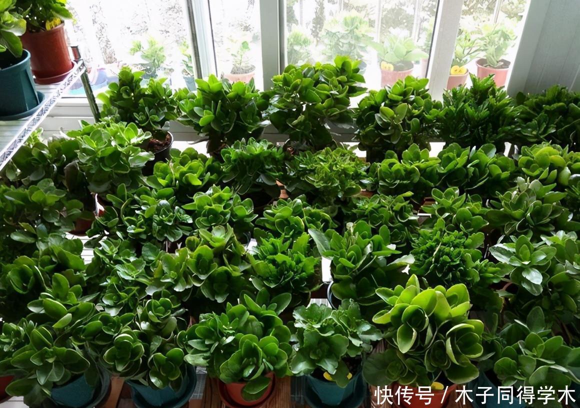 长寿花老不活?5个要点做到,“百分百”成活,长满一阳台花骨朵