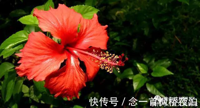 扶桑|1种花一开就是300多天,好养又漂亮,新手懒人都能养!