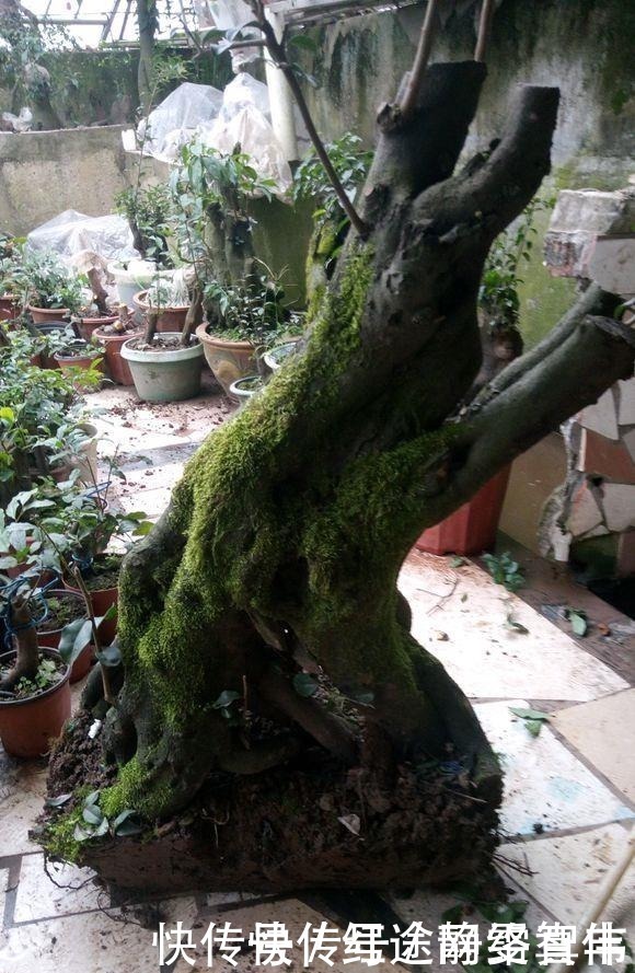 山水|金弹子盆景树桩上的苔藓要不要去掉呢,现在几乎整个桩都要布满了