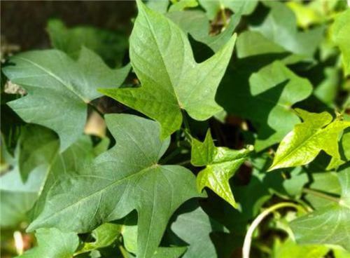  智慧|古代火折子，为啥能像打火机一样一吹就着？古人智慧让人拍手叫绝