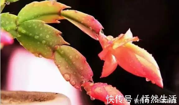 几种很耐寒的花,在冬天依旧开花美艳