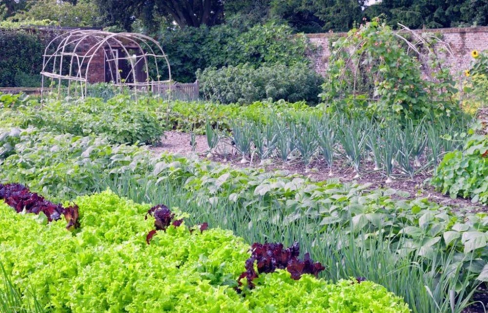 花园|在家种个菜都这么美,还要什么花园?