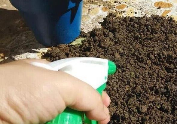 养花土,用一个塑料袋,轻松杀虫灭菌,花盆里一个虫子都没有