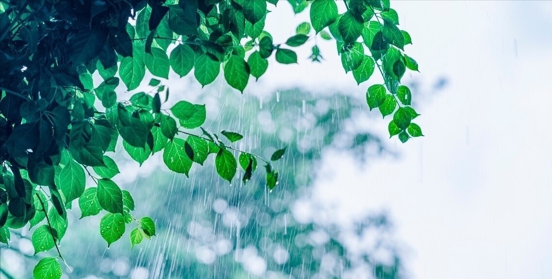 幽默&杨万里在小雨中写的一首诗,幽默风趣,把自然之美写得无以伦比