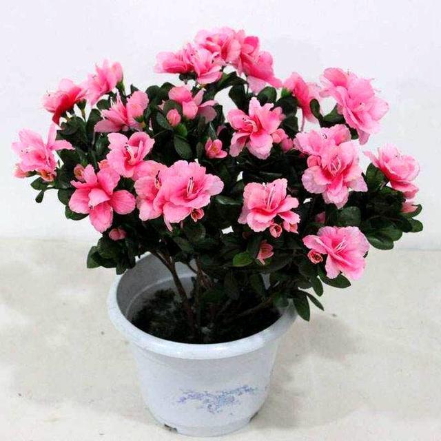 杜鹃花开花少,戴个黑帽子,开花爆盆,花朵多的数不清!