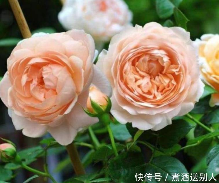 4种香水花,开花漂亮、花期长,浇水就疯长,开花爆盆很容易