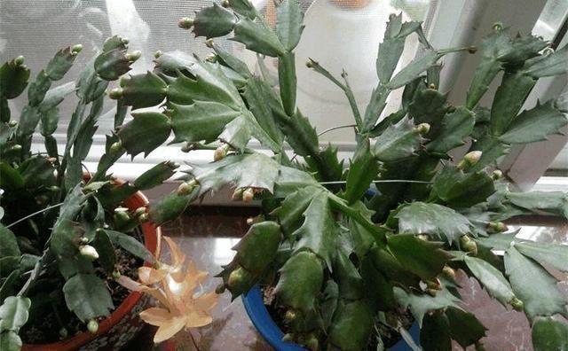 蟹爪兰叶子“软塌塌”教你做3步，嗖嗖冒新叶，入冬花朵爆盆