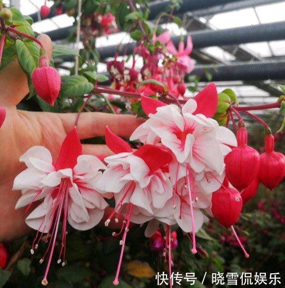 秋天|5种“漂亮花”,个个高颜值,越冷凉,花越艳,现在正是入手时