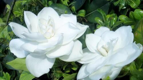 栀子花不开花、养不活不是花难养,而是方法错了