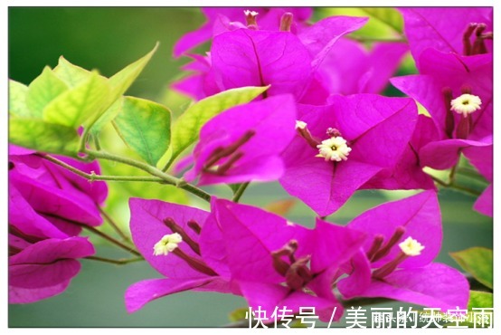 三角梅开花稀稀疏疏，教你2个小妙招，三角梅花开爆盆