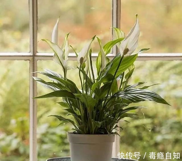 在室内半阴处容易开花的11种盆栽开花植物，家里可多种几种！