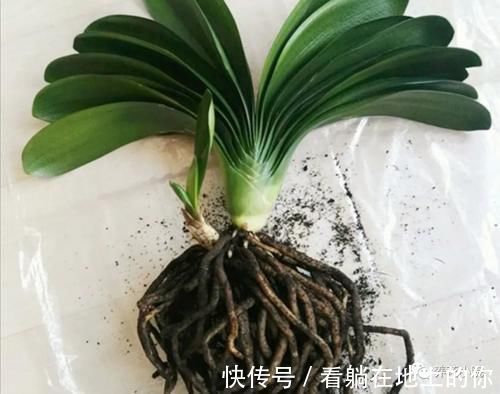根系|君子兰叶子瘦小，不长新叶，4个方面多注意，很快恢复旺盛