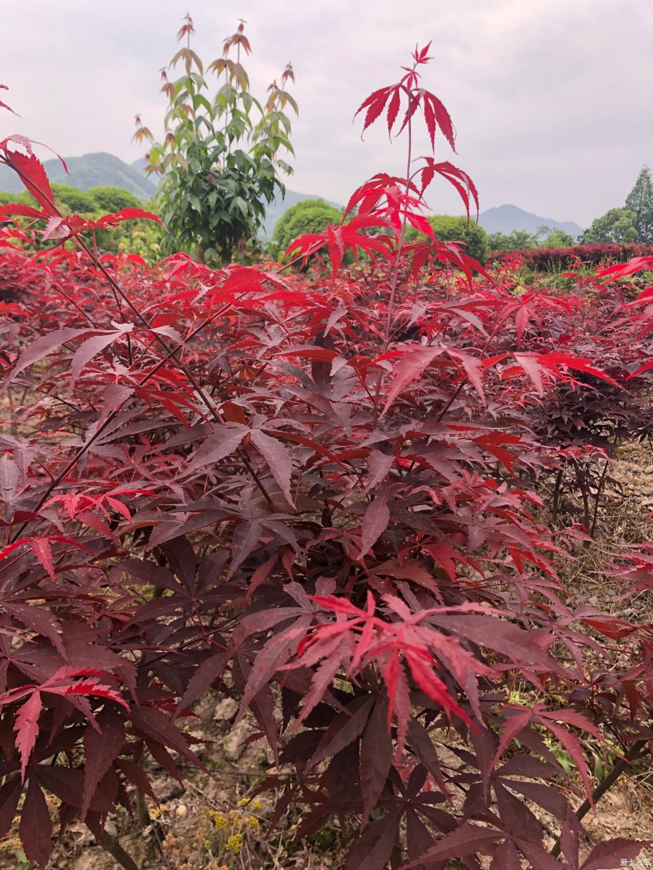 山水田林间赏美景 摘桑葚