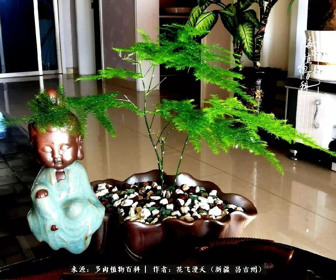 对多肉是发自内心的喜欢，心甘情愿被它们俘虏！