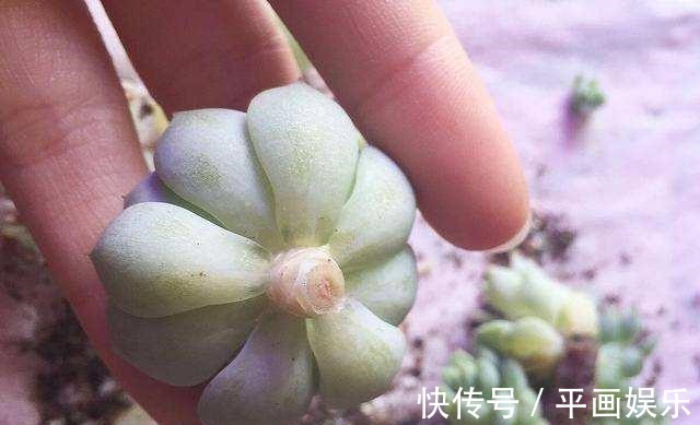 塑料杯|多肉“烂根”还能活,不用土,学会“3招”生根法,1个星期冒白根