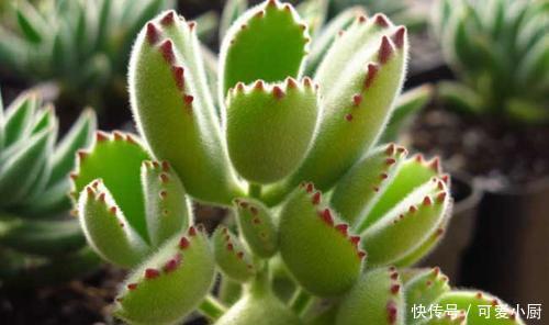 养多肉熊童子,做好4件事,养成小老桩,长出粉嘟嘟的熊爪爪!