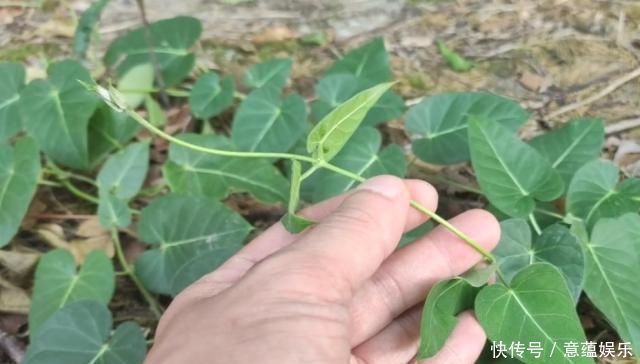 何首乌|这种植物外形像“何首乌”,长出的果实却只吃外皮,农村娃都吃过
