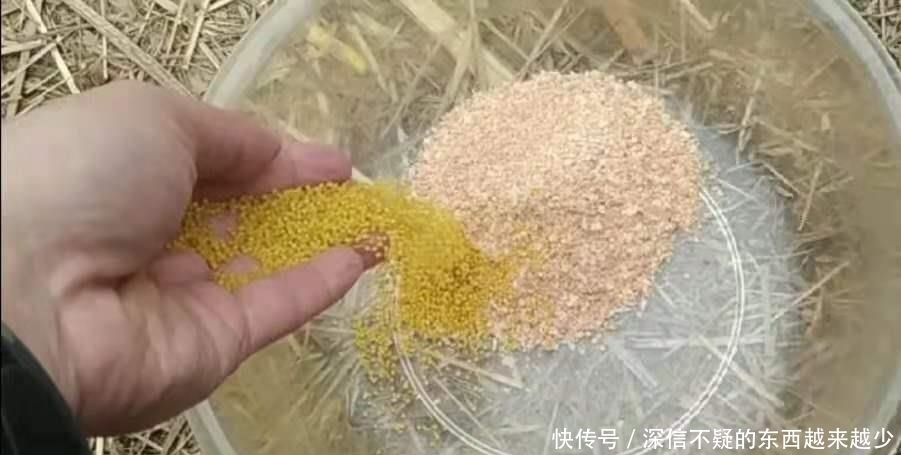 酒米用来打窝,简直浪费!知道这3个高端用法的人,绝非等闲之辈