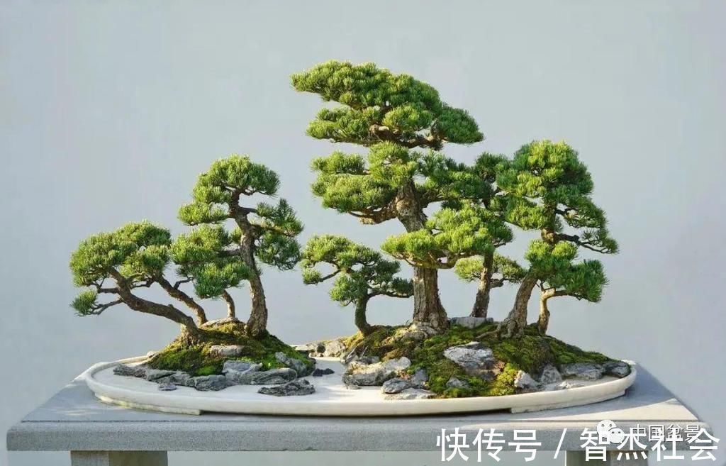 盆景@赵庆泉:请别叫我“大师”,我就是个“做盆景的”