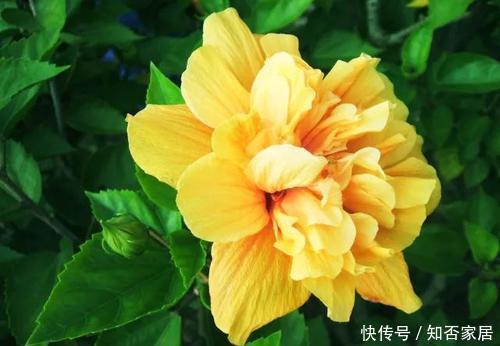 花卉|此花开花太漂亮,花色金黄,美得发光,是阳台盆栽佳品!