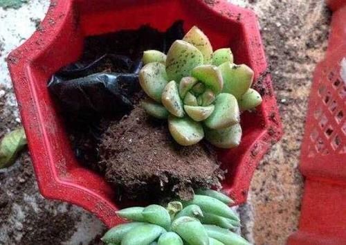 换盆少做一件事,等于白换了,养一年也不长个