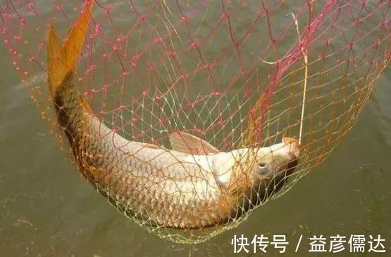 豆腐粉|钓龄十多年的老钓友,传授的鲤鱼饵料真的好用,学会一直爆护不断
