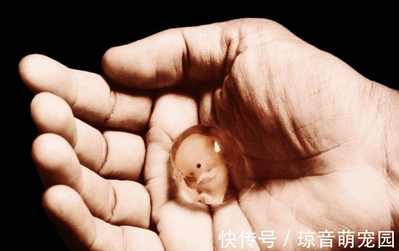 大喜大悲|年轻孕妈意外流产,看到胎儿手脚成型模样后泪崩:妈妈对不起你