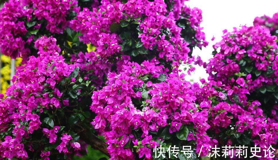 自从小编采用这种方法后,再也没有死过花,而且还能得到免费花